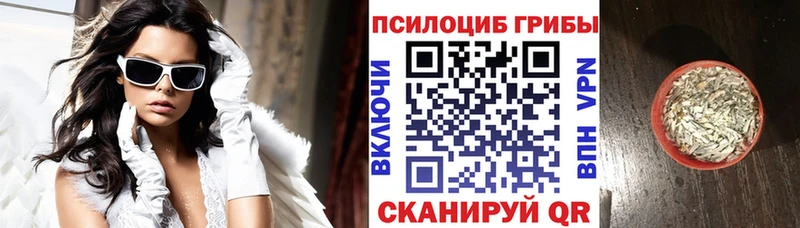 Купить закладки  Тосно  Галлюциногенные грибы Psilocybe 